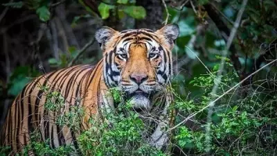 Tigers to be reintroduced in eastern forests from other states