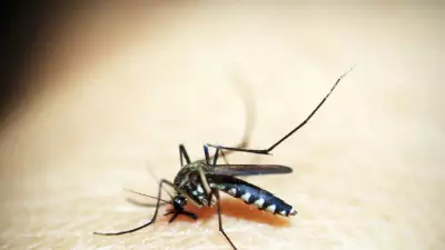 Traveler Dies from Rare Murray Valley Encephalitis in Western Australia