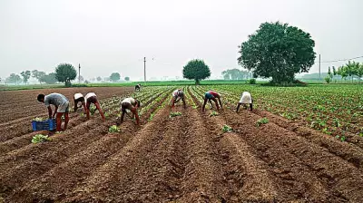 UAS Dharwad to Host Post-Graduate Research Conference on Agriculture