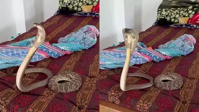 Viral Video Shows Cobra and Viper Hiding in Bedding, Sparks Safety Warnings