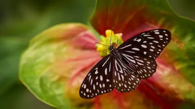Wanderlust on Wings: Milkweed Butterflies' Spectacular Migration Over Bengaluru