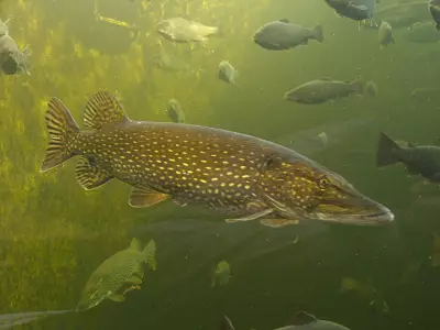 Warming Waters Boost Invasive Pike Appetite, Threatening Alaska Salmon