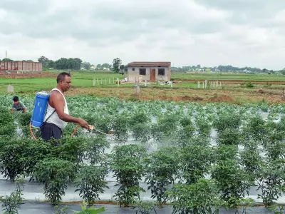 Weak Monsoon Start May Hurt Kharif Sowing, Says 360 ONE Capital Report
