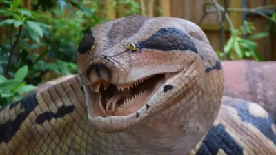 Why Australia Has 20 of the World's 25 Most Venomous Snakes