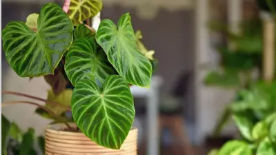 Why You Should Think Twice Before Giving Your Houseplants a Summer Rain Shower