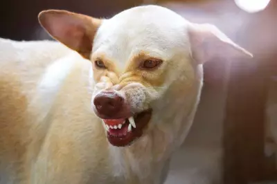 Woman Dies of Suspected Rabies in Sirsa Village Two Months After Dog Bite