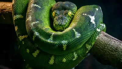 World's Biggest Snake: Green Anaconda Kills Prey in Seconds Without Venom