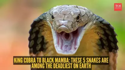 World's Most Dangerous Snakes: Venom, Speed, and Size That Kill