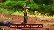 10 Deadly Snakes in Northeast India: Travel Safety Guide