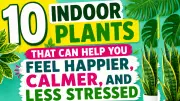 10 Indoor Plants to Boost Happiness and Reduce Stress at Home or Work