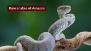 10 Rare Amazon Rainforest Snakes and Travel Safety Tips