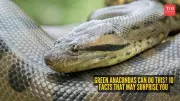 10 Surprising Facts About Green Anacondas That Will Amaze You