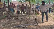 11-foot king cobra rescued from house in Chhattisgarh's Korba district