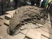 110-Million-Year-Old Armored Dinosaur Fossil Found by Accident in Canada