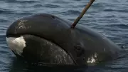 115-Year-Old Bowhead Whale Found with 19th-Century Harpoon Fragment in Alaska