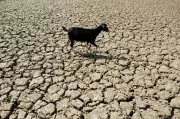 181 Maharashtra Blocks Highly Vulnerable to Low Rainfall, Report Warns of Farming Distress