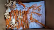 250 Gelatin Sticks, 50 Detonators Seized in Bengaluru Quarry Raid