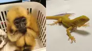 29 Exotic Animals Found Hidden in Passenger's Luggage at Mumbai Airport