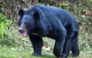 3 Women Injured in Bear Attack in Poonch, One Critical