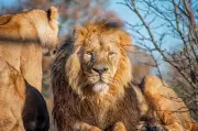 30 Lions Captured in Gujarat in June Amid Human-Lion Conflict
