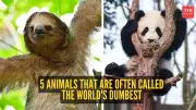 5 Animals Often Called the World's Dumbest: Turkeys, Pandas, and More