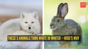 5 Animals That Turn White in Winter: The Surprising Reason Behind the Change