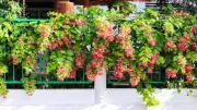 5 Beautiful Flowering Creepers That Double Up as Living Curtains