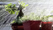 5 Common Mistakes Balcony Gardeners Make During Rainy Season