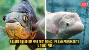 5 Giant Aquarium Fish That Bring Life and Personality to Your Tank