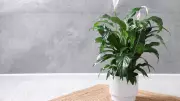 5 Houseplants That Thrive Without Soil: Easy Indoor Greenery