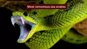 5 Most Venomous Sea Snakes Travelers Should Know About