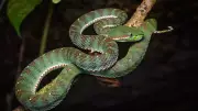 5 Snake-Filled Waters in Rhode Island You Should Know About