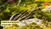 5 Snake-Free Countries Around the World That Will Surprise You
