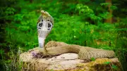 5 Snake Species in India That Every Wildlife Photographer Dreams of Capturing
