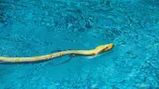 5 Snakes That Love Hotel Pools and Safety Checks Before Swimming
