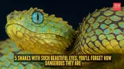 5 Snakes with Stunning Eyes That Will Change How You See Them