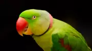 5 Stunning Indian Parrot Species Still Found in the Wild