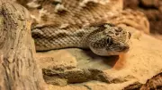 5 Utah Waters Teeming with Snakes: Lakes, Rivers & Wetlands