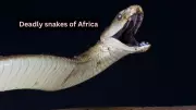5 Venomous Snakes Exclusive to Africa and Where to Find Them