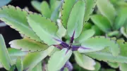 6 Amazing Plants That Grow from a Single Leaf: Easy Propagation Guide