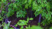 6 Most Mysterious Forests in India and Their Legends