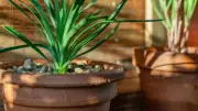 6 Plants That Naturally Repel Spiders from Your Home