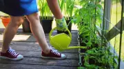 6 Smart Balcony Gardening Tips for a Lush Green Retreat