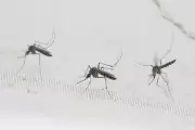 62-Year-Old Woman Dies of Dengue Fever in Palakkad's Karimpuzha
