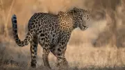 65-Year-Old Woman Attacked by Leopard in Bahraich, Rescued by Villagers