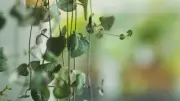 7 Beautiful Hanging Plants to Elevate Your Living Room Decor