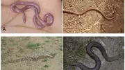 7 Best Indian Grasslands to Spot Non-Venomous Snakes