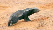 7 Fascinating Facts About the Fearless Honey Badger in the Wild