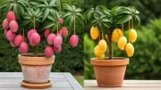 7 Fruit Trees That Thrive in Containers: From Lemon to Mango