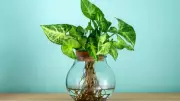 7 Gorgeous Water Plants to Grow in Glass Jars and Beautify Your Home